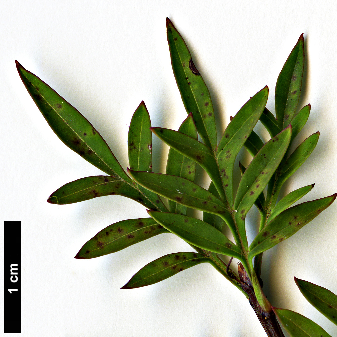 High resolution image: Family: Oleaceae - Genus: Syringa - Taxon: protolaciniata - SpeciesSub: 'Kabul'